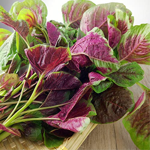 Verdure A Foglia Semi Di Amaranto Rosso Per Piantare Fuori Dalla Porta Piatto Da Cucina Insalata Di Zuppa Gusto Delizioso 3000+ (Amaranto Rosso Semi)