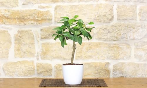 Bonsai Di Limone In Vaso Quadrato