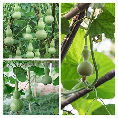 Hua Xian Zi 40 Semi Di Frutta Piccola Bottiglia Di Zucca Verdura