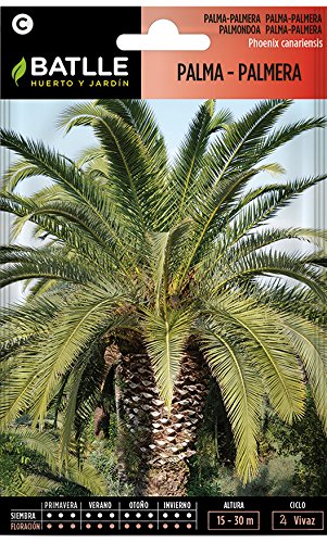 Semillas Batlle Palma Palmera-Phoenix Canariensis