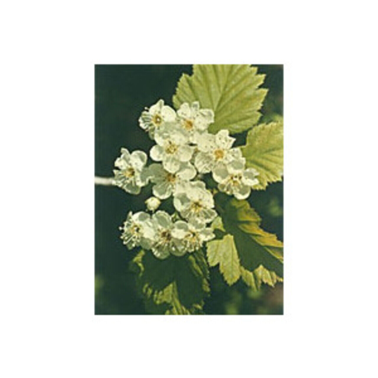 Crataegus Oxycantha Tsa Herboplanet 50Ml