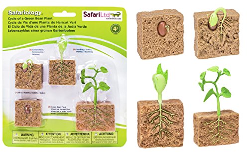 Safari Ltd- Life Cycle Of A Green Bean Plant, Colore Bohne, 662416