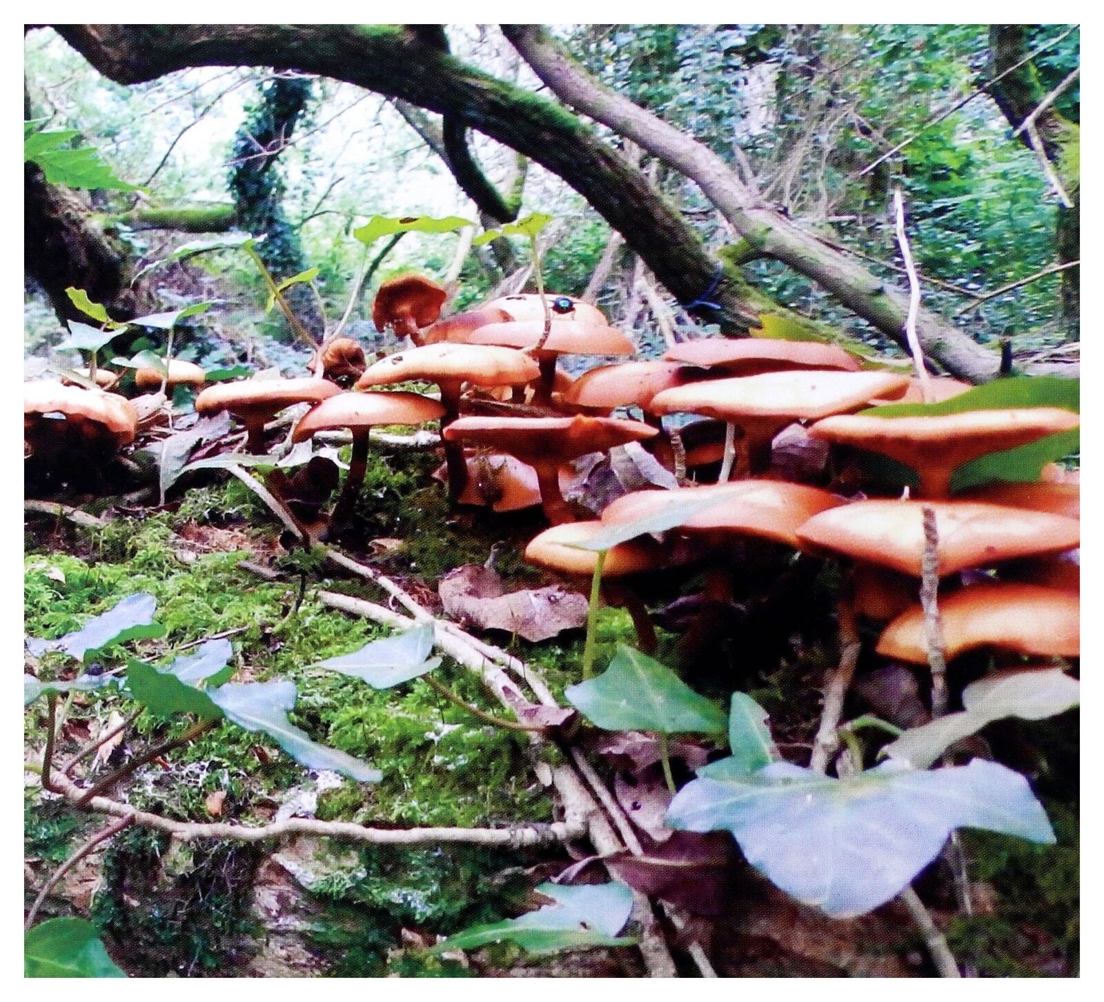 Mushroom Project, Mushroom Project CD TECD276 NEW