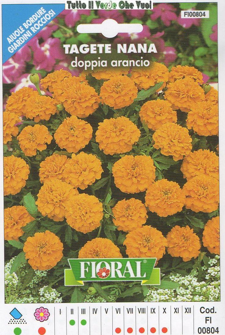 TAGETE NANA ARANCIO - AIUOLE BORDURE GIARDINI ROCCIOSI-FLORAL - BUSTA SEMENTI