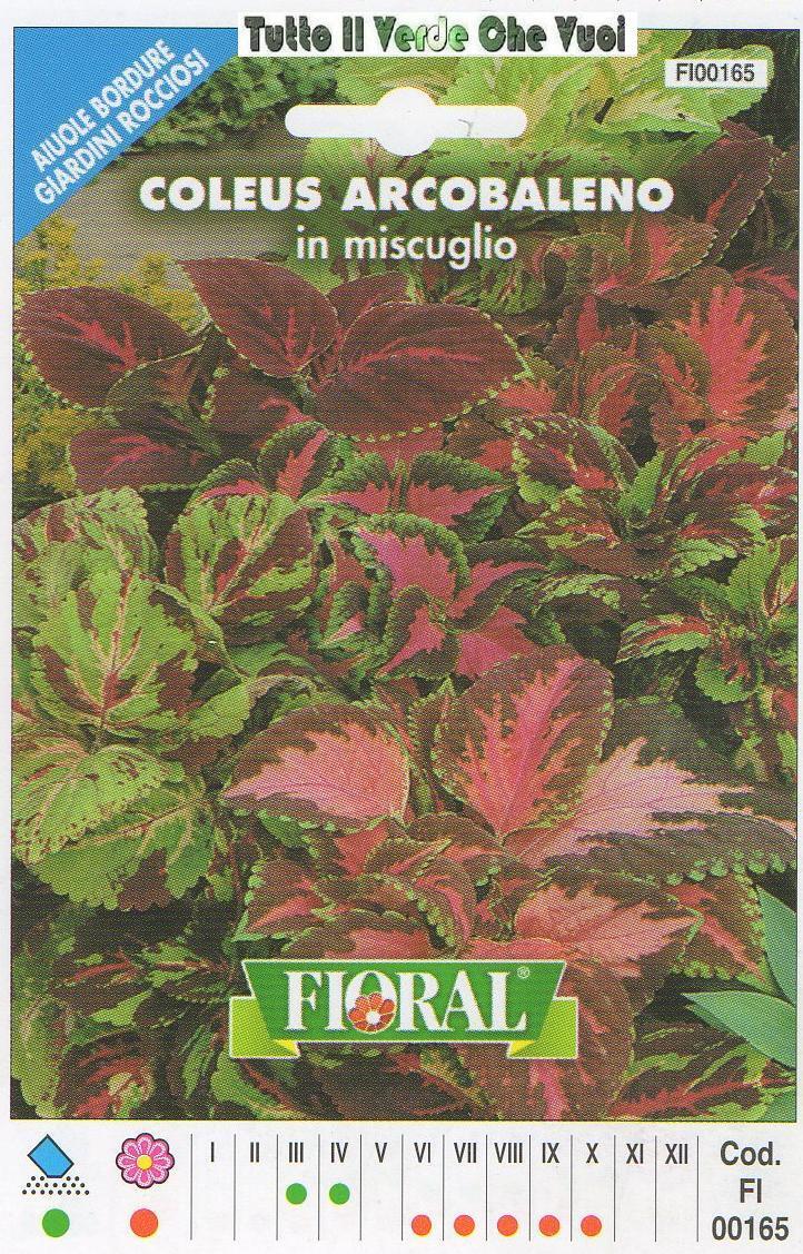 COLEUS ARCOBALENO MISCUGLIO - AIUOLE BORDURE ROCCIOSI-FLORAL - BUSTA SEMENTI