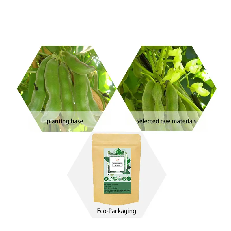 100-1000G Pure Mucuna Pruriens P.E. 20:1, Spedizione Gratuita