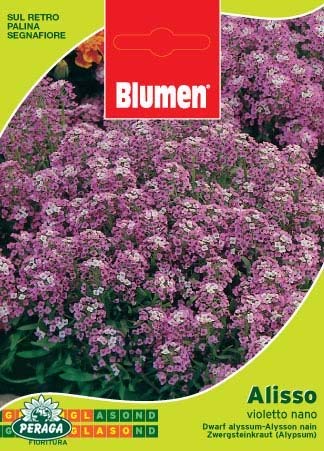 Sementi Di Alisso Violetto Nano Blumen Fiori Semi Seeds Aiuole Giardino