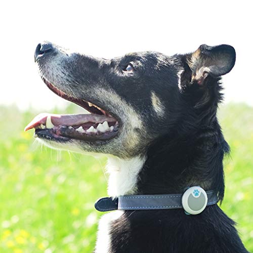 Sure Petcare Animo - Monitoraggio Attività E Comportamento