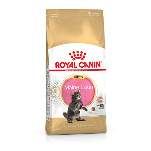 No Name Rc-Fhn Kitten Maine Coon 400G