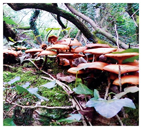 Mushroom Project