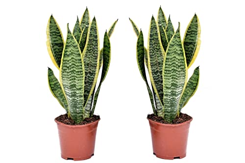 Plant In A Box - Sansevieria Trifasciata 'Futura Superba' - Set Di 2 - Lingua Di Suocera - Vaso 12Cm - Altezza 35-40Cm
