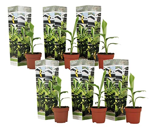 Plant In A Box - Musa Basjoo - Set Di 6 - Piante Di Banane Resistenti - Vaso 9Cm - Altezza 20-25Cm