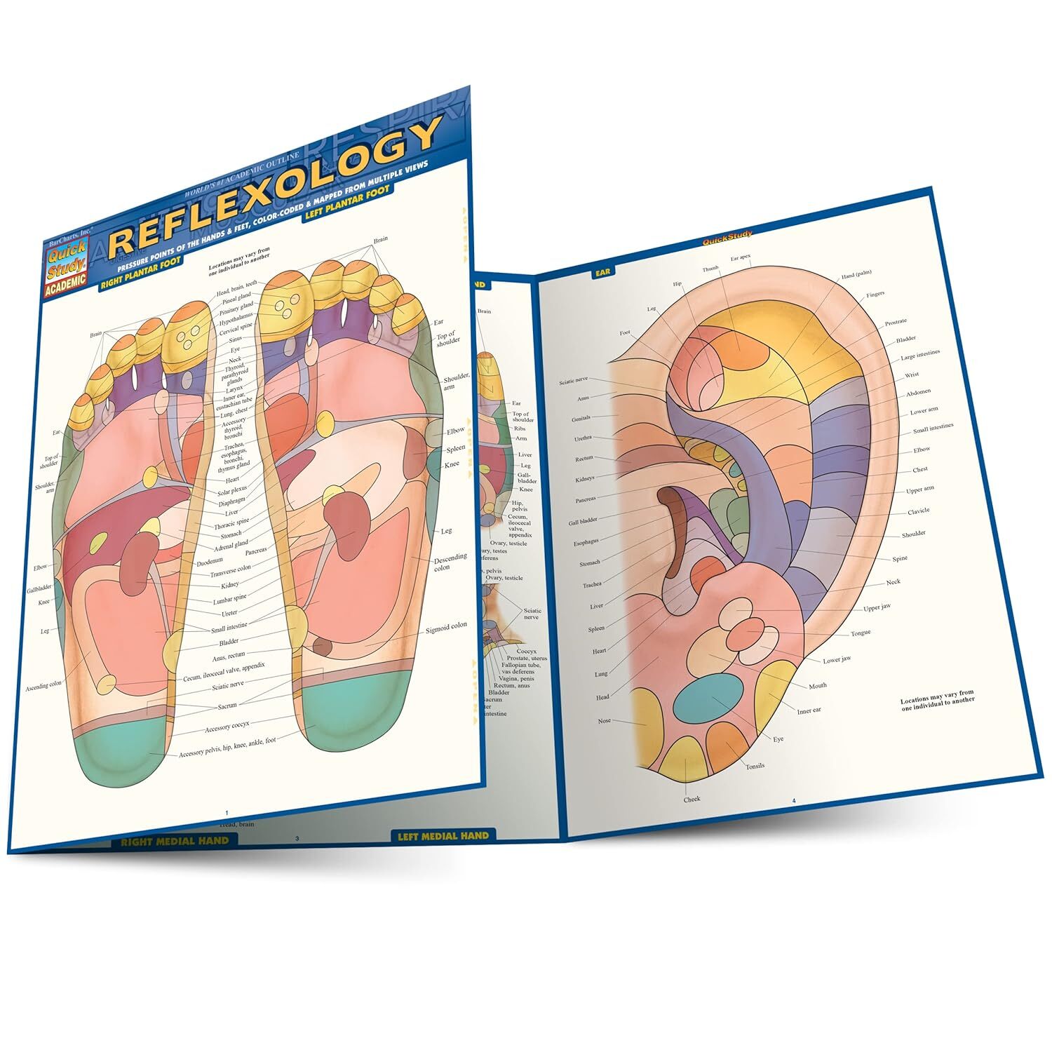 9781423228615 Reflexology: Pressure Points of the Hands & Feet, ...ultiple Views