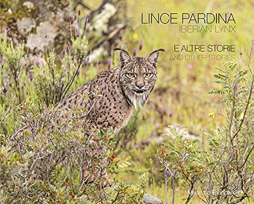 Lince Pardina. E Altre Storie. Ediz. Italiana E Inglese