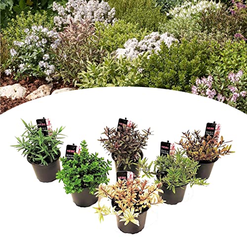Plant In A Box - Hebe Pinguifolia - Hebe Veronica A Cespuglio - Miscela Di 6 - Vaso 10,5Cm - Altezza 15-20Cm
