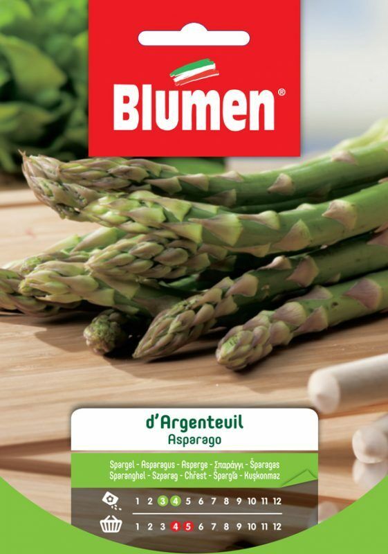 SEMI ASPARAGO ARGENTEUIL BLUMEN BUSTINA