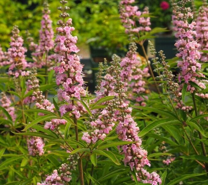 1 PIANTA DI VITEX AGNUS CASTUS GALACTIC PINK VASO DA 18CM