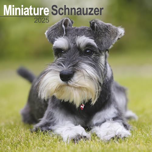Schnauzer Miniature 2025 Square Wall Calendar | Dog Breed Calendar: Original Avonside-Kalender [Mehrsprachig] [Kalender]