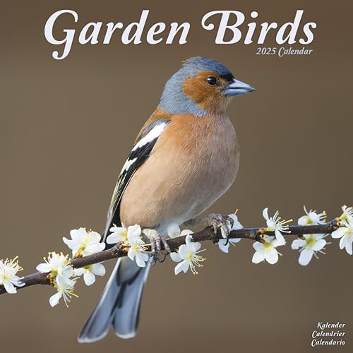 Garden Birds 2025 Square Wall Calendar | Bird, Wildlife, Calendar: Original Avonside-Kalender [Mehrsprachig] [Kalender]