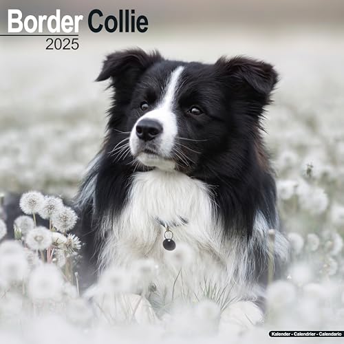 Border Collie 2025 Square Wall Calendar | Dog Breed Calendar: Original Avonside-Kalender [Mehrsprachig] [Kalender]