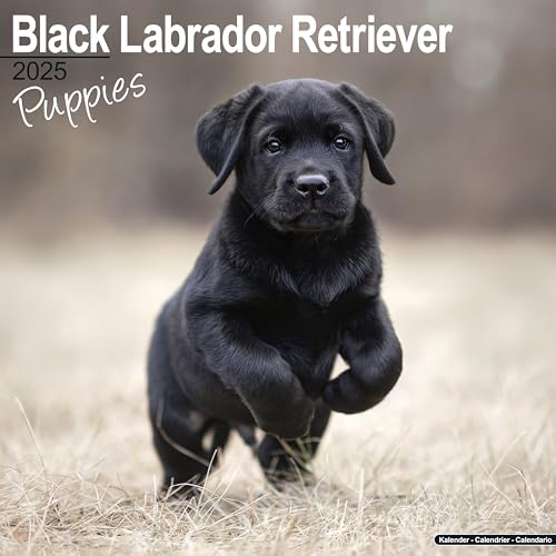 Black Labrador Puppies 2025 Square Wall Calendar | Dog Breed, Puppy Calendar: Original Avonside-Kalender [Mehrsprachig] [Kalender]