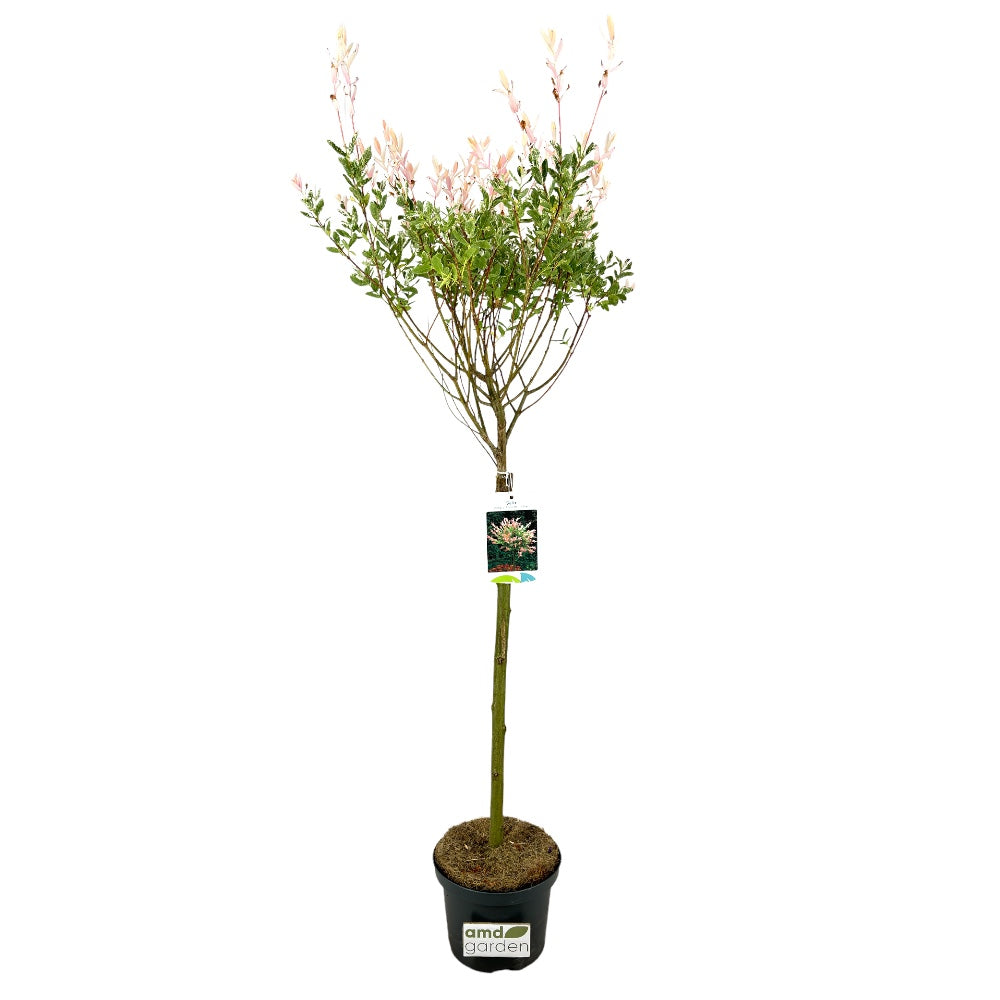 Salix integra hakuro nishiki salice giappone rosa h90cm vaso17 foto reale
