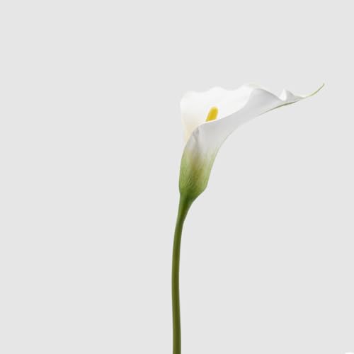 Edg Enzo De Gasperi Calla Ramo H.80 C4 White